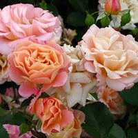 Cubana ® Rose