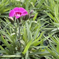 Каскаден ароматен карамфил