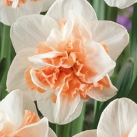 Нарцис Delnashaugh в саксия