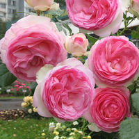 EDEN ROSE® Meiviolin/ GPT. EDEN ROSE Pierre De Ronsard ®