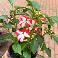 Impatiens walleriana 'Raffael Star Mix' (Циганче / Импатиенс)