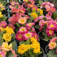 Кичеста иглика, тип розичка