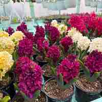 Зюмбюл Woodstock в саксия - единичен