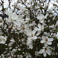 Магнолия Alba Superba (Magnolia Alba Superba)