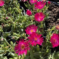 Delosperma cultivars sel® ‘LIDO MAGENTA’