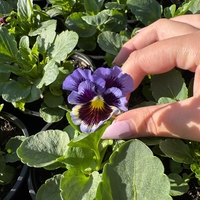 Къдрави теменужки