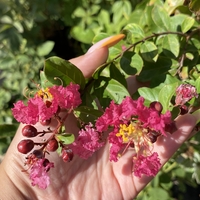 Индийски люляк - Lagerstroemia indica