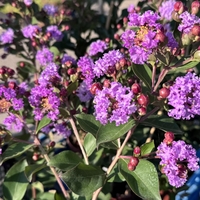 Индийски люляк - Lagerstroemia indica