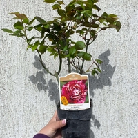 JULIO IGLESIAS® Meistemon