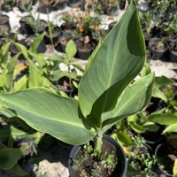 Кана индика (Canna Indica)