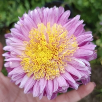 Високостебленa хризантемa Rosela Pink