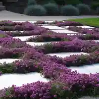 Пълзяща мащерка