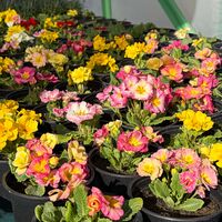 Кичеста иглика, тип розичка