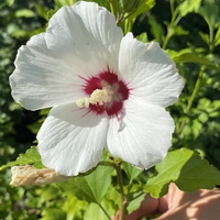 Дървовидна ружа - Hibiscus syriacus