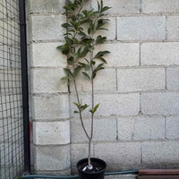 Магнолия „Galaxy“ (Magnolia × soulangeana ‘Galaxy’)