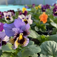 Къдрави теменужки