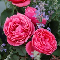 Gartenprinzessin Marie-José® - предварителна поръчка