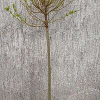 Японска пъстролистна върба - salix integra hakuro nishiki