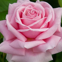 FREDERIC MISTRAL® Meitebros