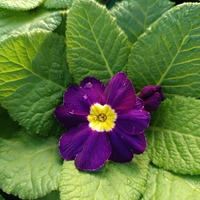 Едроцветна иглика - XL Mid Early Mix