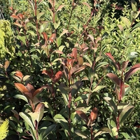 Фотиния ‘Red Robin’ / Photinia × fraseri ‘Red Robin'