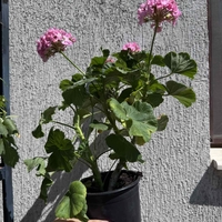Мушкато (Pelargonium zonale) - кичест сорт