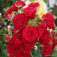 Crimson Siluetta® - предварителна поръчка