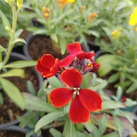 Шибой - Sugar Rush Mix