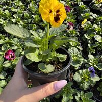 Къдрави теменужки