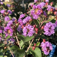 Индийски люляк - Lagerstroemia indica