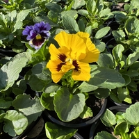 Къдрави теменужки