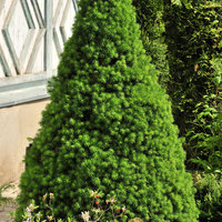 Picea glauca 'Conica' – Декоративен смърч Коника (джудже)