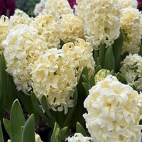 Зюмбюл City of Haarlem в саксия - единичен