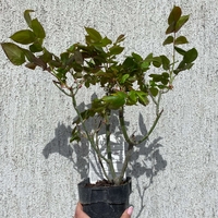 JULIO IGLESIAS® Meistemon