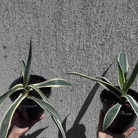 Столетник (Agave americana 'Variegata')