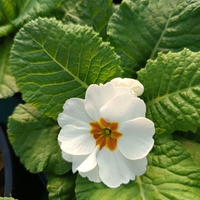 Едроцветна иглика - XL Mid Early Mix