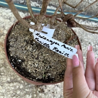 Hydrangea paniculata 'Vanille Fraise' - Хортензия метличеста „Vanille Fraise“