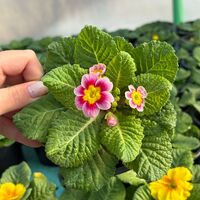 Едроцветна иглика - XL Mid Early Mix