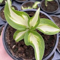 Хоста /Hosta/ - Hosta Mediovariegata