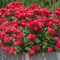 Rosa 'Radtko' DOUBLE KNOCK OUT®