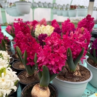 Зюмбюл Jan Bos в саксия - единичен