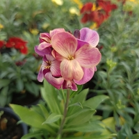 Шибой - Sugar Rush Mix