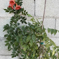 Текома (Campsis radicans)