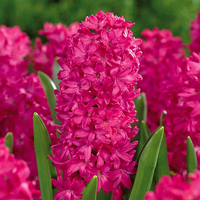 Зюмбюл Jan Bos в саксия - троен