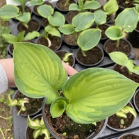 Хоста /Hosta/ - Hosta Remember Me