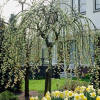 Плачеща върба – Salix caprea 'Kilmarnock'