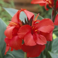 Кана / Canna CANNOVA