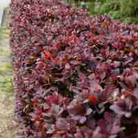 Берберис (Berberis thunbergii 'Atropurpurea')