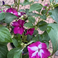 Impatiens walleriana 'Raffael Star Mix' (Циганче / Импатиенс)