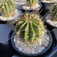 Кактус - Echinopsis oxygona